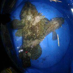 福浦岸壁で穴釣りメバル22cm