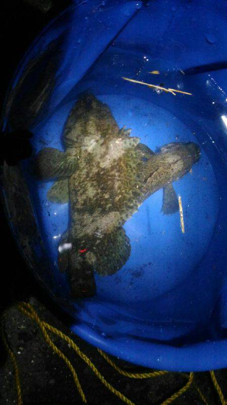 福浦岸壁で穴釣りメバル22cm