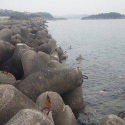 チヌ不発で28センチのガシラ