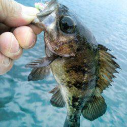 桜も咲きました♪