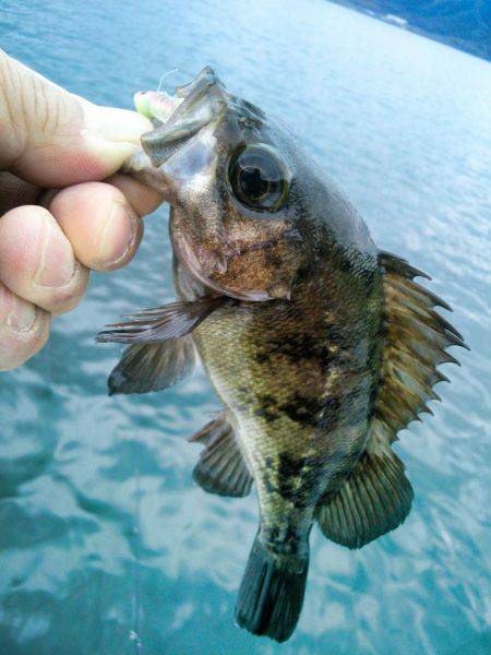 桜も咲きました♪