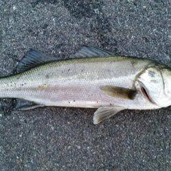 春フィッシュ調査