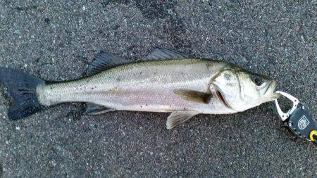 春フィッシュ調査