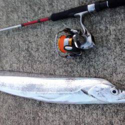 アジングのちサーべリング