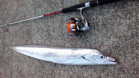 アジングのちサーべリング