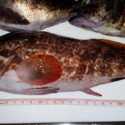 やっとアコウが！