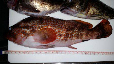 やっとアコウが！