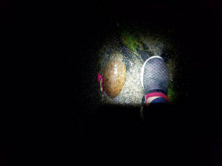 まだまだ小さい？