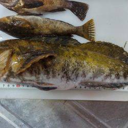 秋田市通称軍艦での釣果