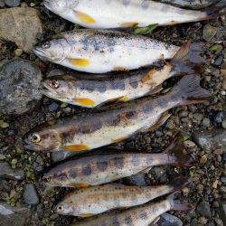 今年　初アマゴ