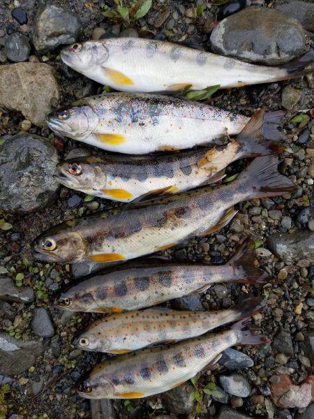 今年　初アマゴ