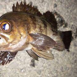 おかっぱり久しぶりの釣果