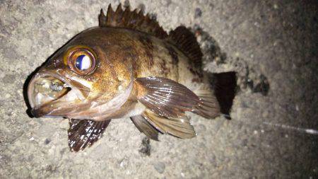 おかっぱり久しぶりの釣果