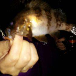 プチメバルしかいない