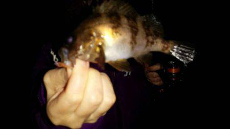 プチメバルしかいない