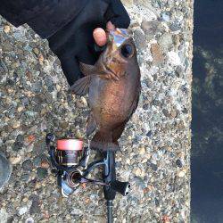 強風メバリング