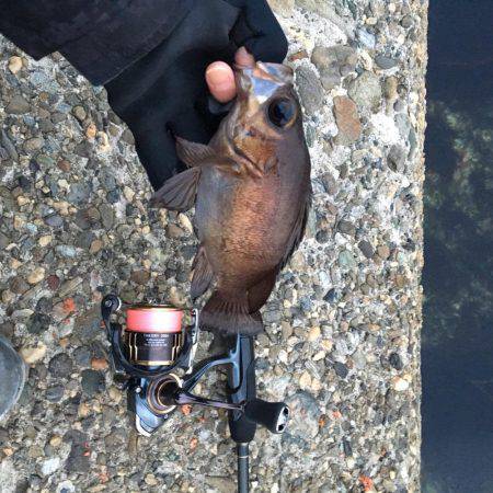 強風メバリング