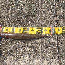 夜釣りに来たんだけど