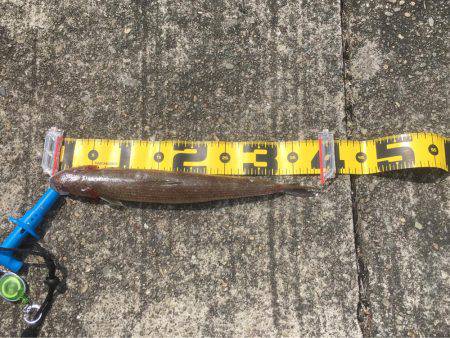 夜釣りに来たんだけど