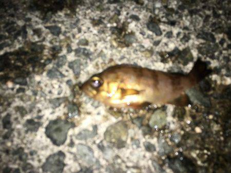 泉南メバリング