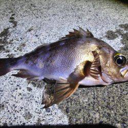 湾内太刀魚絶好調　カサゴ、メバル、コウイカも
