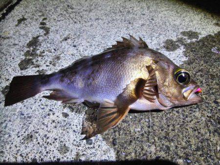 湾内太刀魚絶好調　カサゴ、メバル、コウイカも