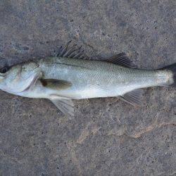 タケノコメバル、ハネ