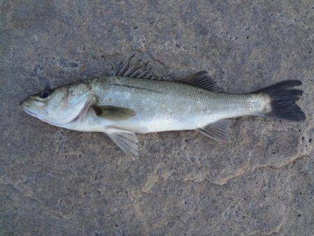 タケノコメバル、ハネ