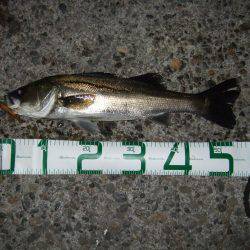 バチ抜け本格的に開幕！