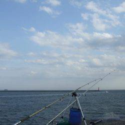 ゆるくカレイ狙い。しかし、