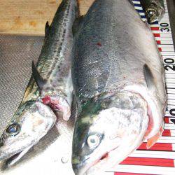 まだ、釣れるかな？