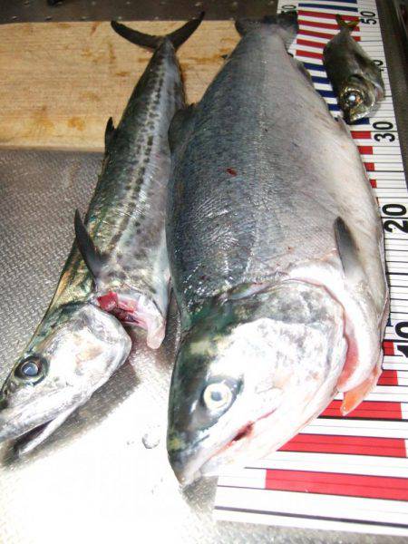 まだ、釣れるかな？