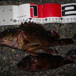 夕方～エビ撒き釣りでガシラ、メバル