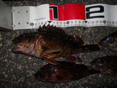 夕方～エビ撒き釣りでガシラ、メバル