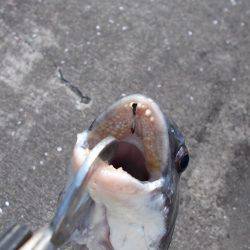 落とし込みで４０ｃｍチヌ以下計３枚