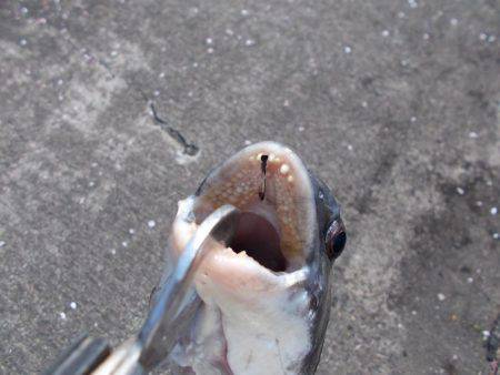 落とし込みで４０ｃｍチヌ以下計３枚