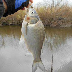 紀ノ川田井ノ瀬でヘラブナ釣り