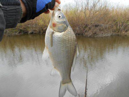 紀ノ川田井ノ瀬でヘラブナ釣り