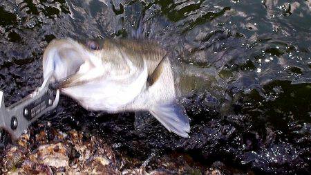 初神戸４防　復活ステラ　4本