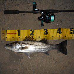 ベイトはマイクロ？