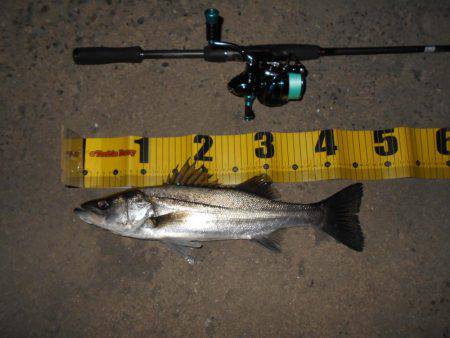 ベイトはマイクロ？