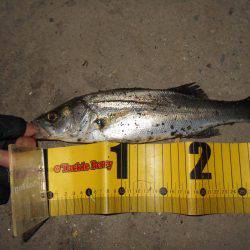 バチとイワシの複合パターン？