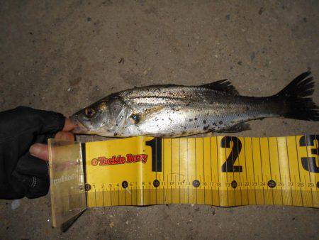 バチとイワシの複合パターン？