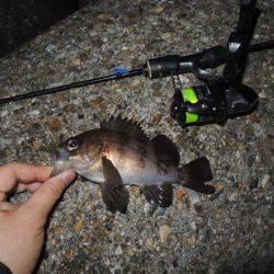 横の釣りになってきました