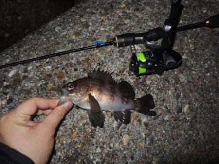 横の釣りになってきました