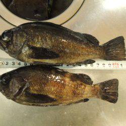 やっと２０Ｕｐ