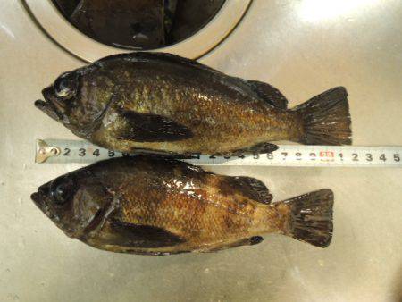 やっと２０Ｕｐ