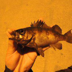 サイズは伸びない