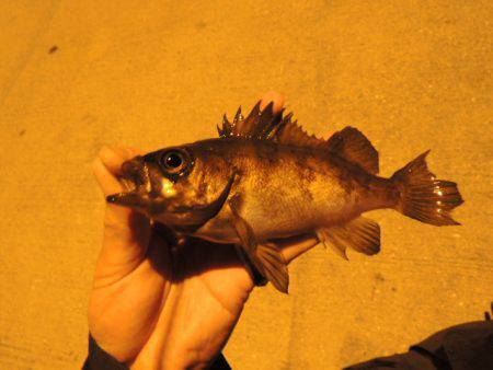 サイズは伸びない