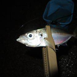 アジ釣れだしました